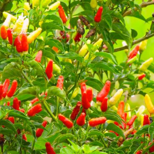 بذور الفلفل الحار ( Capsicum annuum )