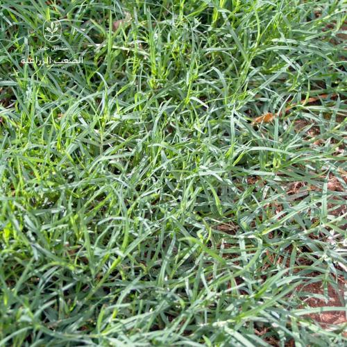 بذور الثيل انجيلة-Bermuda Grass Seeds