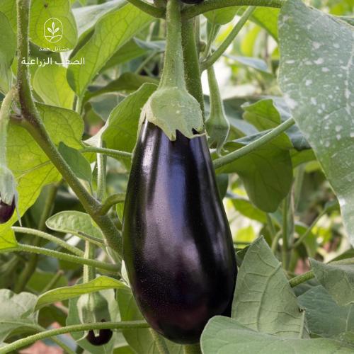 بذور الباذنجان-Solanum melongena