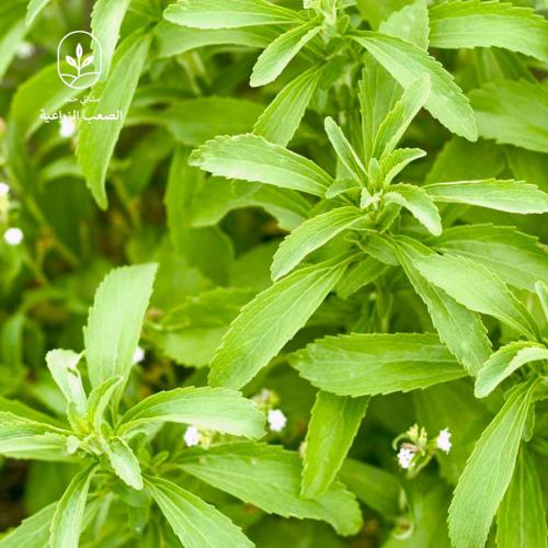 بذور ستيفيا - Stevia Seeds (Stevia rebaudiana)