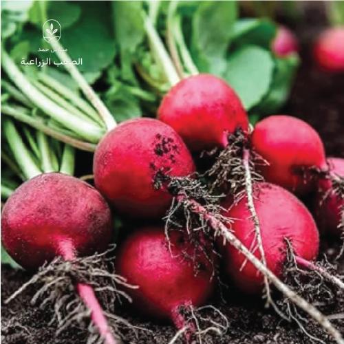 بذور الفجل الأحمر-Raphanus sativus