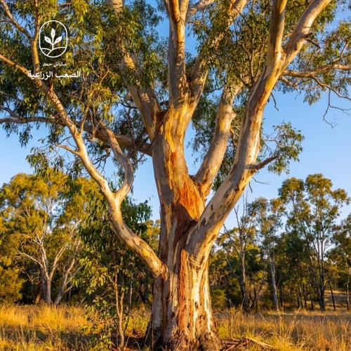بذور الكينا - الكين البلدي ( Eucalyptus tereticorn...