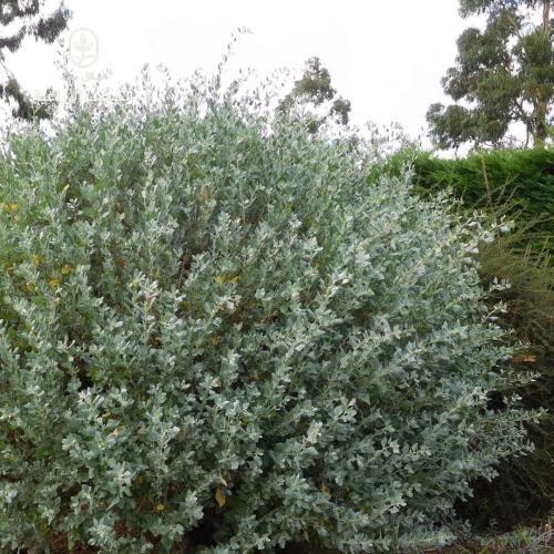 بذور الرغل الملحي-Saltbush Seeds