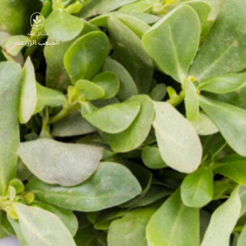 بذور الرجلة- Portulaca oleracea