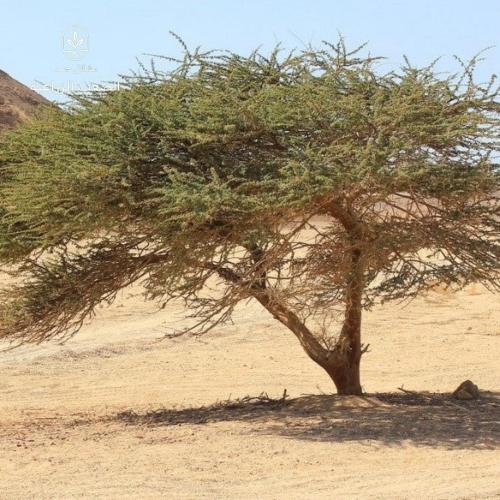بذور طلح الرديانا -raddiana