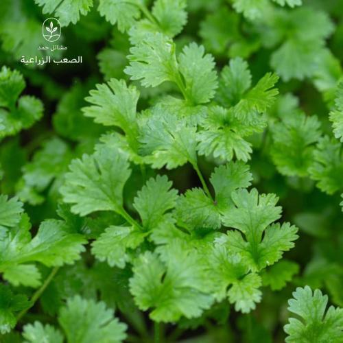 بذور الكزبرة-Coriandrum sativum