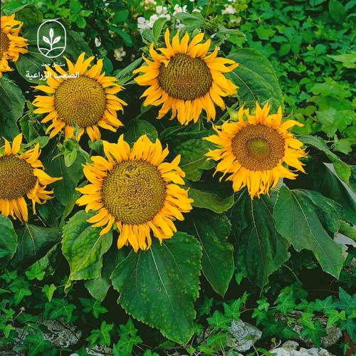 بذور دوار الشمس قزمي - Sunspot Sunflower Seeds