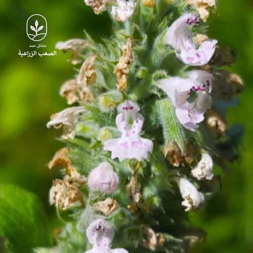 بذور الزعتر البري المحلي - Thymus Musilii
