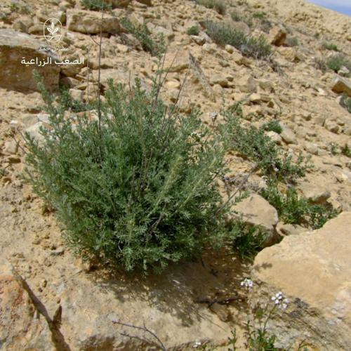 بذور الشيح- Artemisia Sieberi