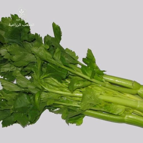 بذور الكرفس- Apium graveolens