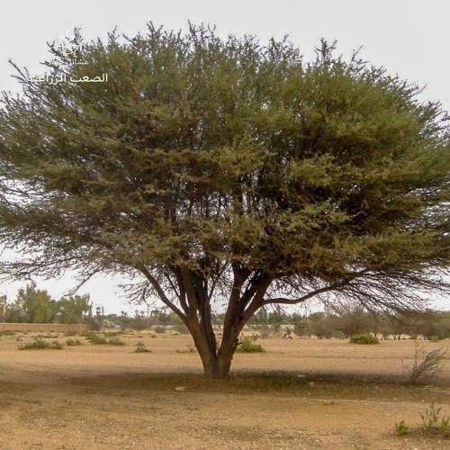 بذور قرض الحجاز-Acacia arabica