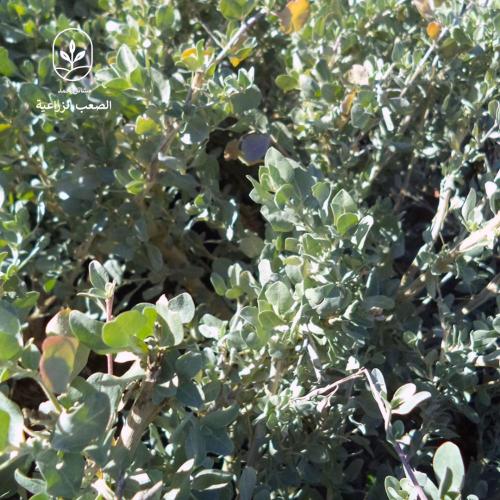 بذور الرغل الملحي (Atriplex halimus)