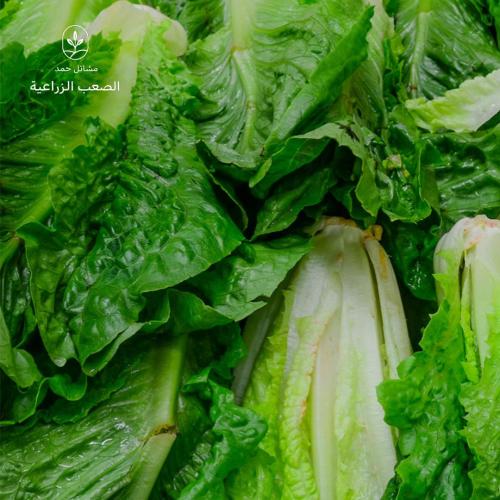 بذور الخس- Lactuca sativa