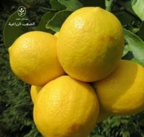 بذور فولكا مارينا- Citrus Volkameriana