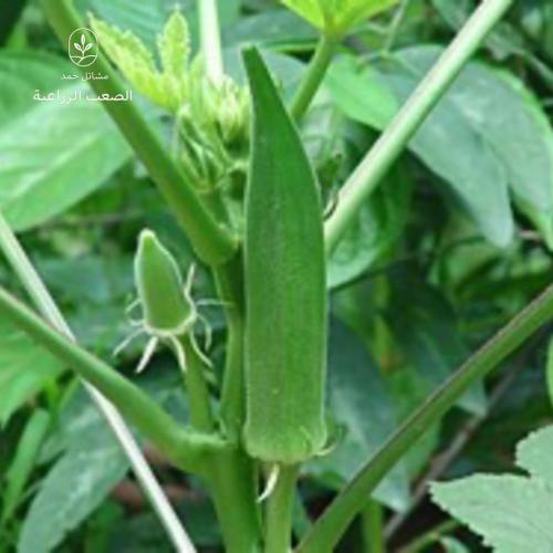 بذور الباميا- Abelmoschus esculentus