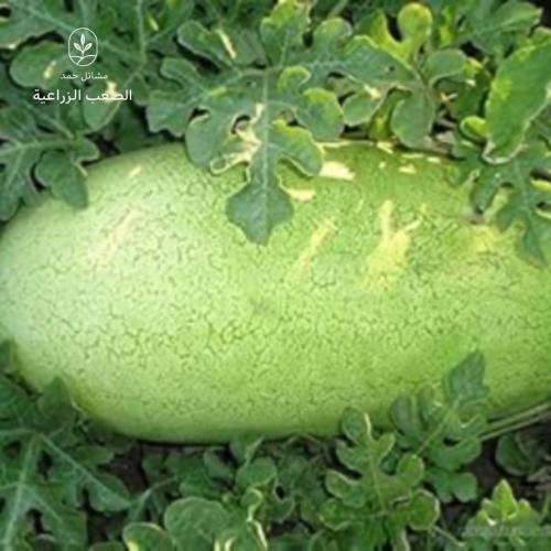 بذور البطيخ-Citrullus lanatus