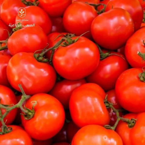 بذور الطماطم-Solanum lycopersicum