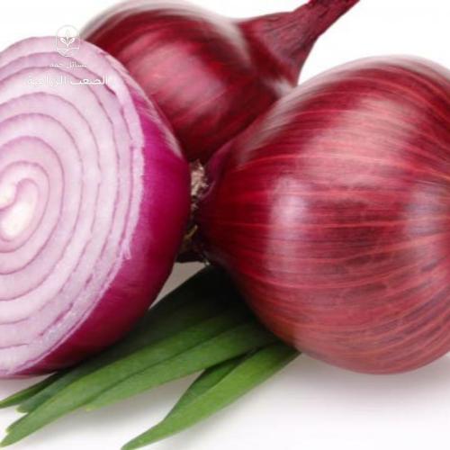 بذور البصل الأحمر- Allium cepa