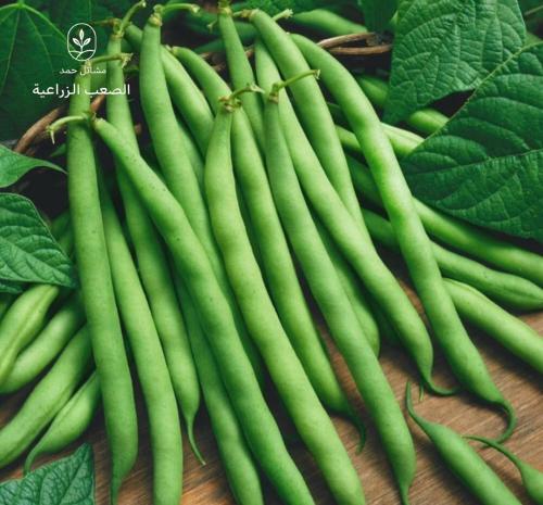 بذور الفاصوليا-Phaseolus vulgaris
