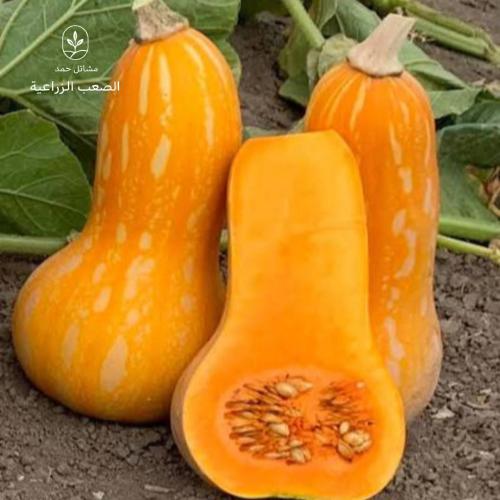 بذور القرع الأمريكي-Cucurbita pepo
