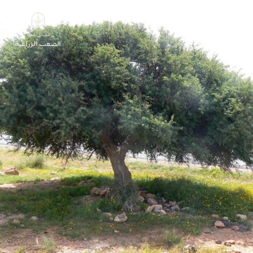 بذور الطلح المغربي-Vachellia gummifera