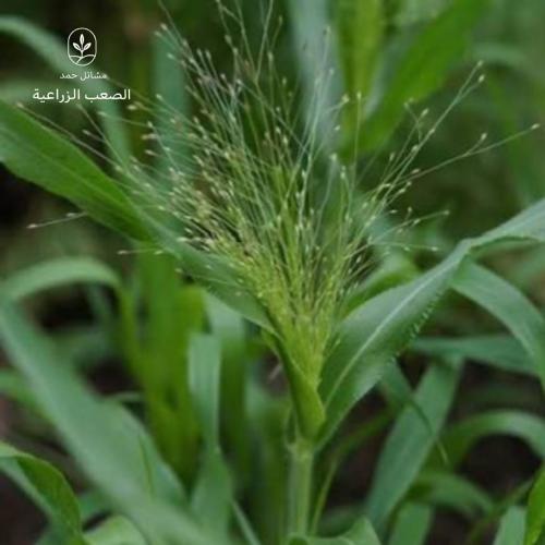 بذور بونيكام أسباني - Spanish Panicum Seeds