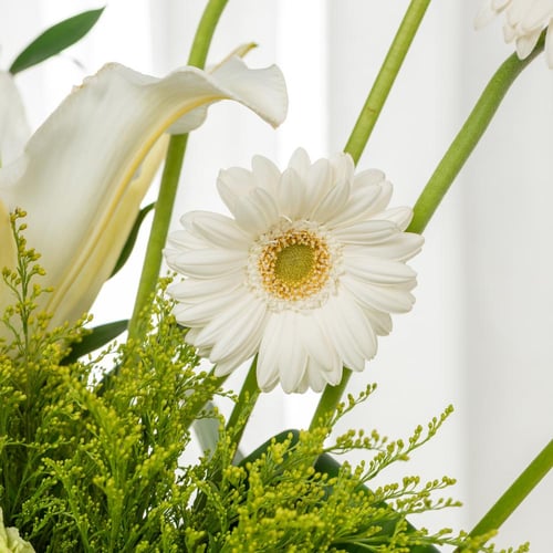 فازة المجد الأخضر