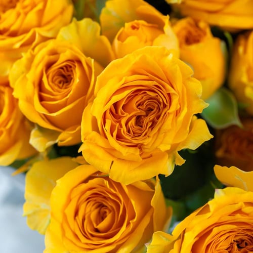 مزهرية سحر القمر الاصفر