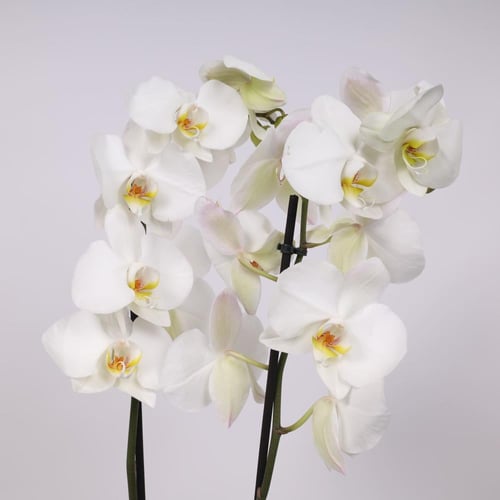 فازة نبتة الاوركيد البيضاء