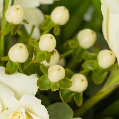 فازة السلام