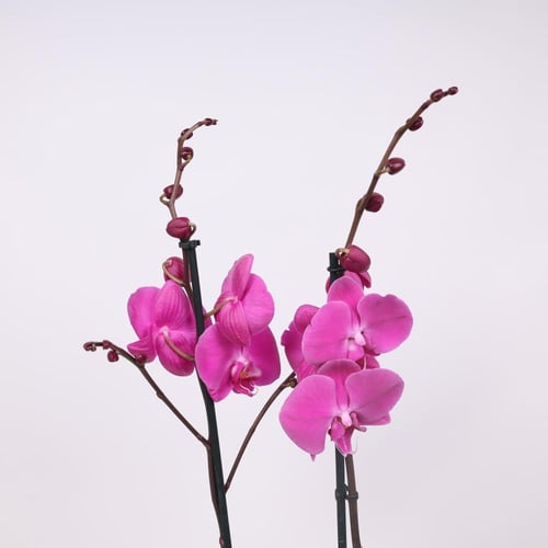 فازة نبتة الاوركيد البنفسجية