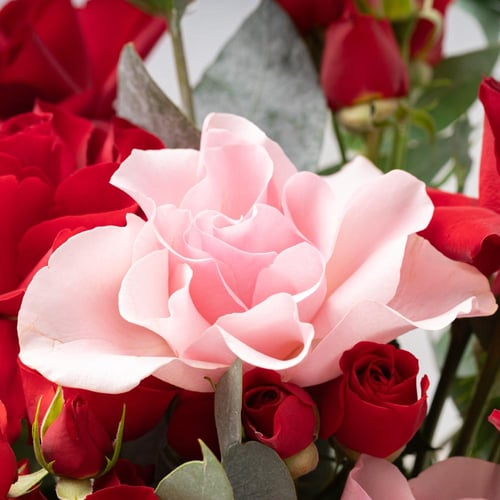 مزهرية روعة الجوري مع شوكولاتة غرينتش من فيلان