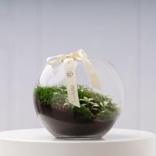 تيراريوم الفتونيا الخضراء