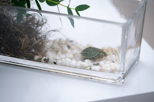 فازة السلحفاة الفريدة