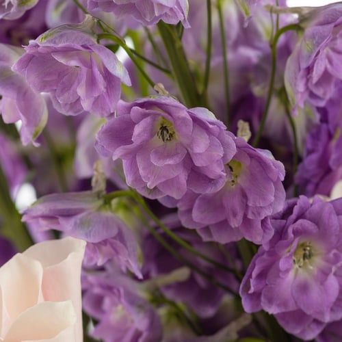 سلة موف سيريناد