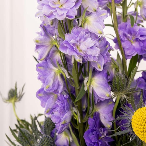 فازة تخرج دلفنيوم مع هنوفيرين مكعبات كراميل