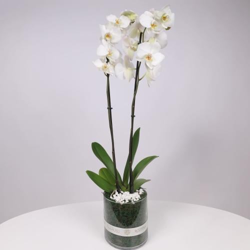 فازة نبتة الاوركيد البيضاء