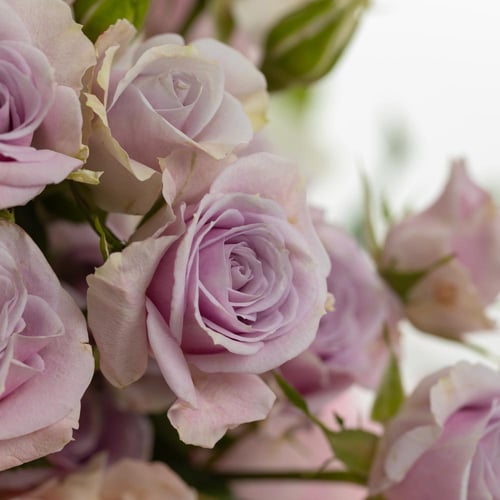 فازة روزيتا رويال