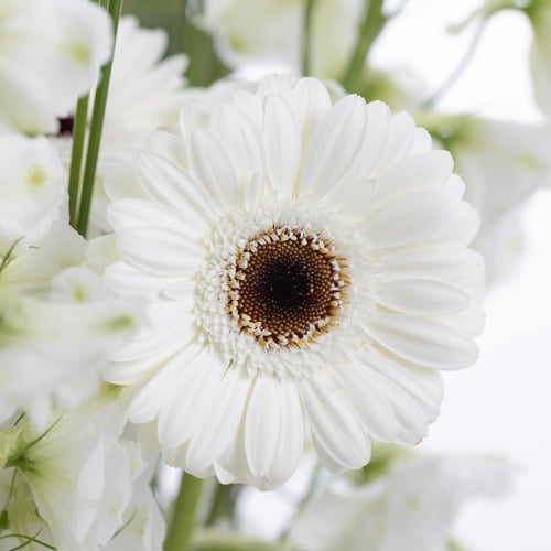 فازة سكر ابيض