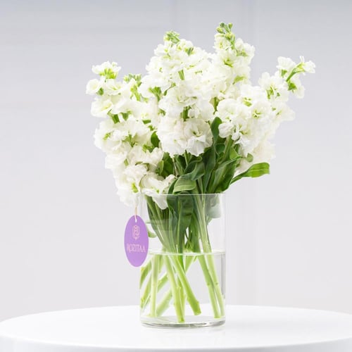 فازة المتيولا البيضاء