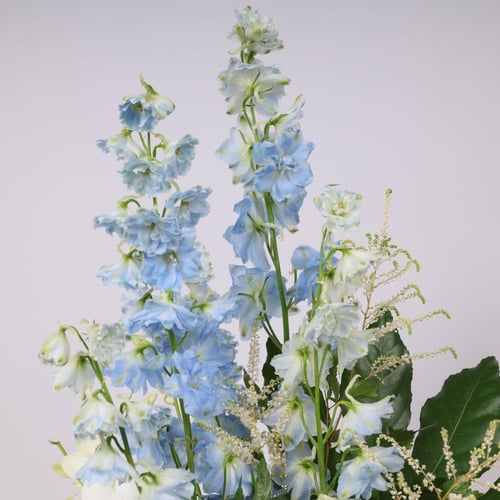 حديقة تشوكلت دلفينيوم