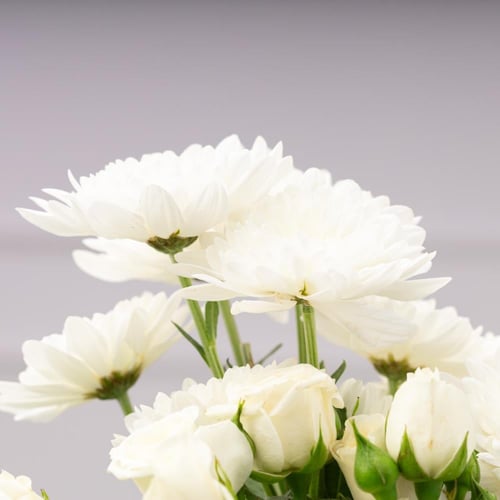 مزهرية بياض الثلج