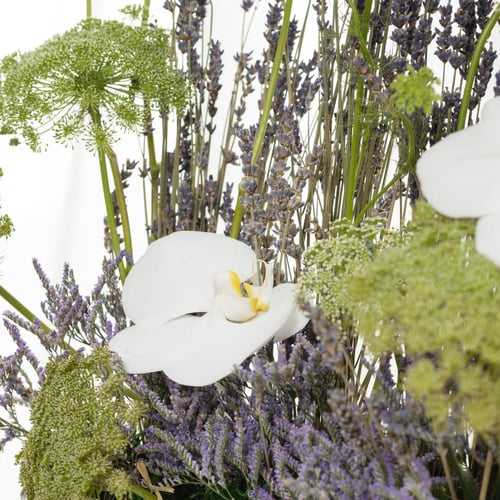 فازة همس الخزامى