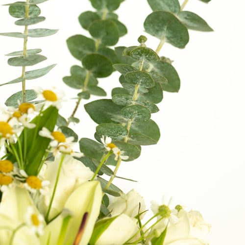 فازة وادي الريان