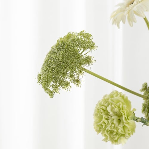 فازة يومنا المجيد