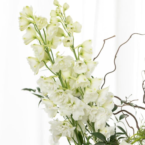 فازة أناقة الغابة البيضاء