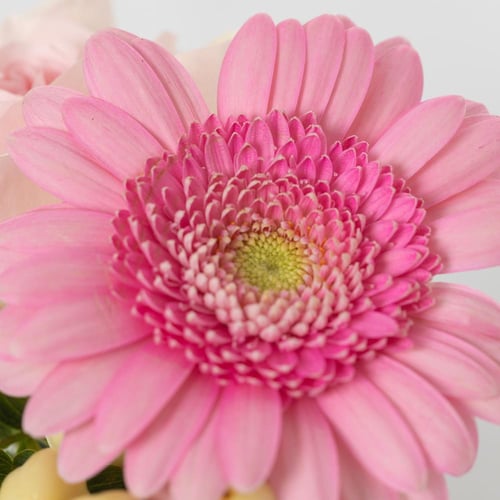 توزيعة ريفو روزيتا