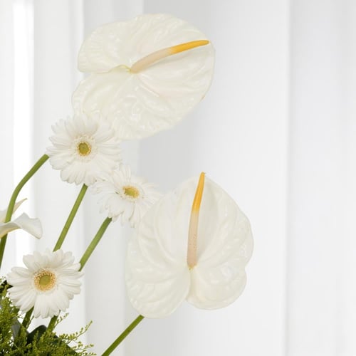 فازة المجد الأخضر