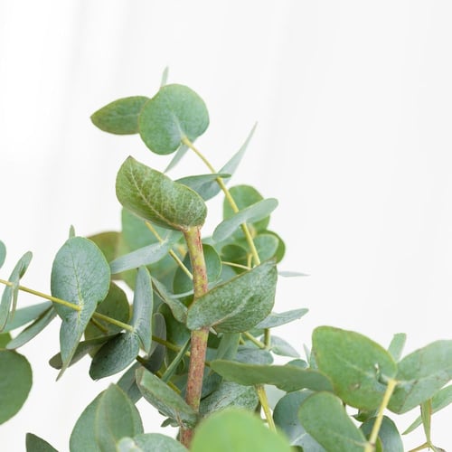 فازة نار بريئة