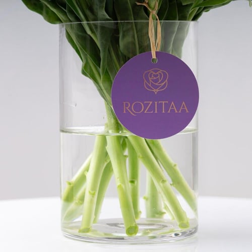 فازة المتيولا الوردية